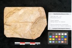 Foto (Objekt + Etikett) von Rhododendron ponticum (NHMW-GEO-2024-0188-11626)
